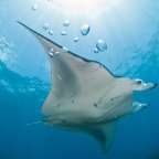 Mantarochen vor Zavora