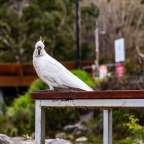 namensgebend: Kakadu im Grampians National Park