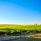 Weinberge bei Lyndoch