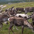 Cairngorm Herd