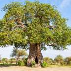 ehemaliges Wildererversteck: Poacher's Baobab Hide