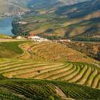 terrassenförmige Weinberge im Douro-Tal, Pinhão