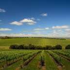 bekanntes Weinanbaugebiet: McLaren Vale