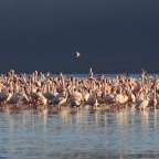 Heerscharen von Flamingos: Manyara-See