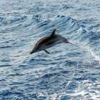 Delfin in Jervis Bay