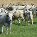 Graurinder prägen das Bild: Hortobagy-Puszta