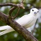 endemischer Vogel auf Cousin: Fairy Tern