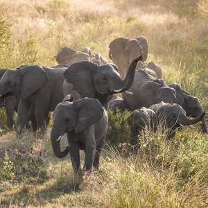 Krüger Nationalpark: Elefanten trinken an einer Wasserstelle