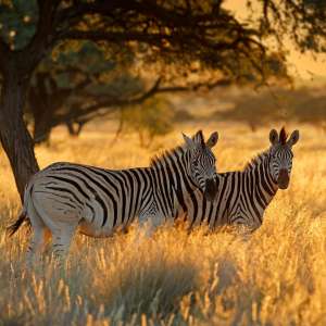 Safari in Südafrika: Zebras bei Sonnenaufgang
