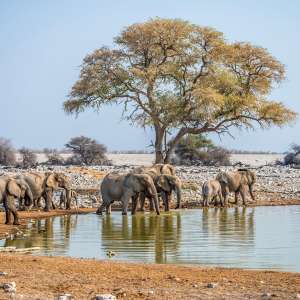 Elefantenherde im Etosha