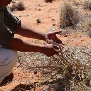 Das Chamäleon muss man erst mal finden!
