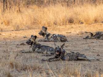 African wild dogs im Timbavati Game Reserve