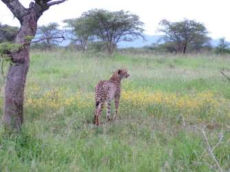 Gepard im Leopard Moutain