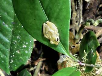 Nebelwald von Monte Verde