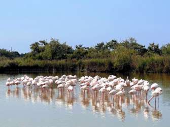 Flamingos in der Camargue