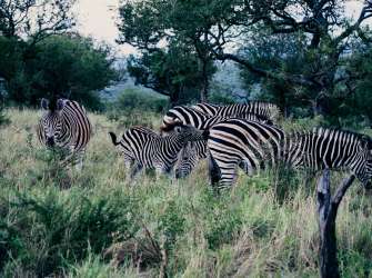 Freches Zebrafohlen