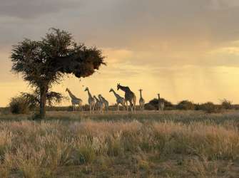 Giraffen auf dem Rundgang