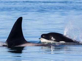 Victoria, Orca-Foto nachträglich vom Veranstalter erhalten!