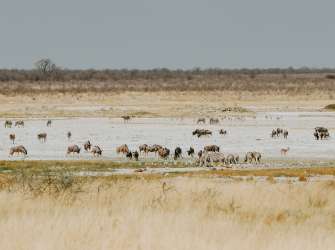 Etosha Nationalpark