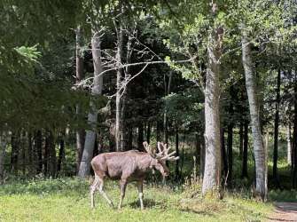 Skullaryd Älgpark im Småland