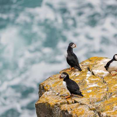 Papageitaucher in Elliston