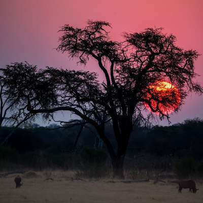 Sonnenuntergang im Hwange NP  – ©Erika Pinzl