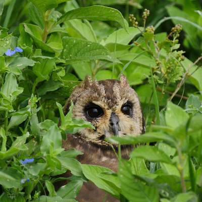 Selten zu sehen: Sumpfeule in der Serengeti