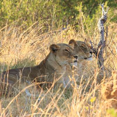 Größter Nationalpark Simbabwes: Hwange Nationalpark