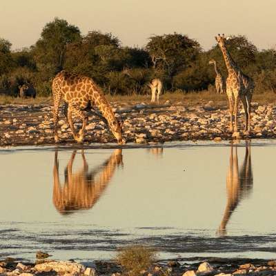 Im Etosha Nationalpark