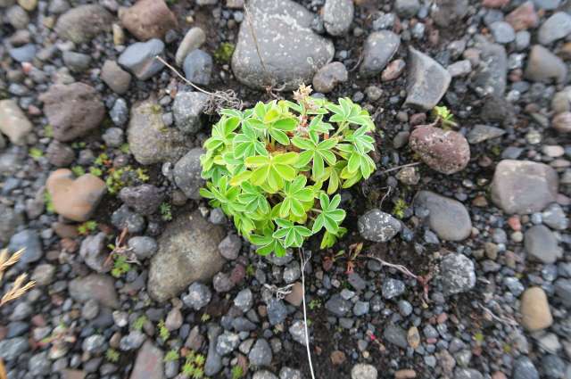 fruchtbare Vulkanasche