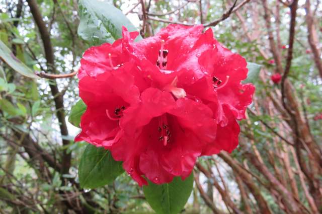 Rhododendron Garten am Brodick Castle