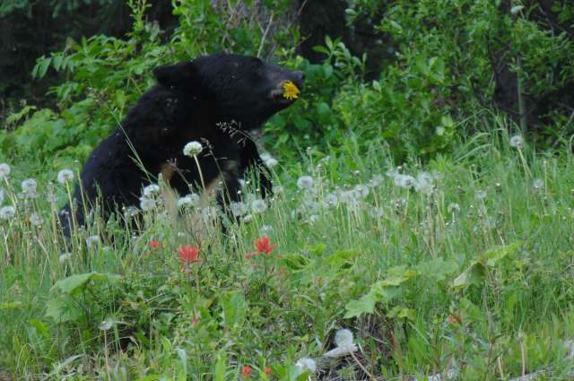 Bärin im Jasper National Park – ©Umfulana, Janka Scriba & Eva Neumann