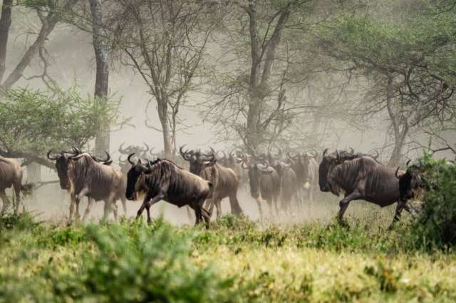 Gnus in der Serengeti