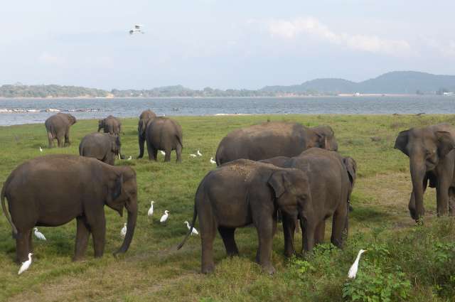 asiatische Elefanten