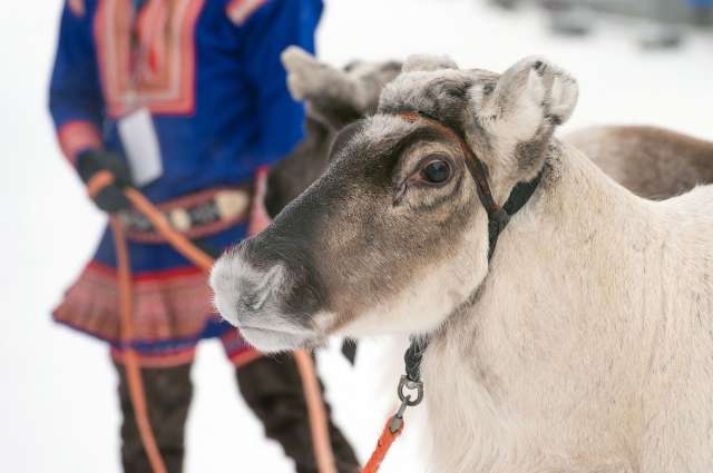 Nomaden des Nordens: die Samen