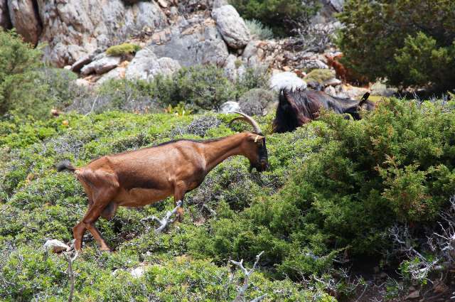 Unterwegs im Mühlental: Wilde Ziegen