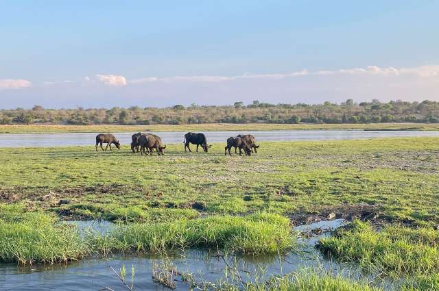 Grasende Büffel: Okavango Delta