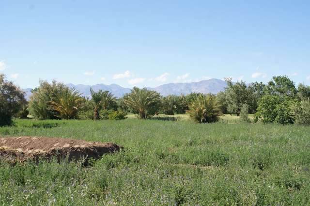 sattes Grün: Palmenoase von Skoura