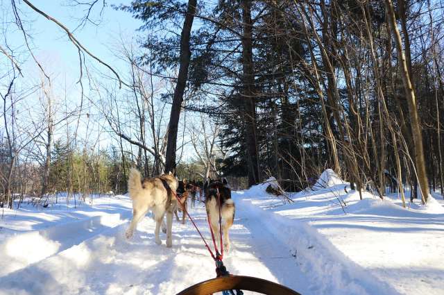 eins mit der Natur werden: Hundeschlitten Fahrt