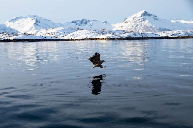 Sea Eagle RIB Safari – ©Barbara Harbecke
