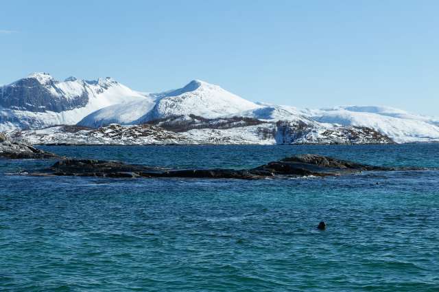 Fjordsafari ab Hamn: die Seehunde waren neugierig – ©Barbara Harbecke