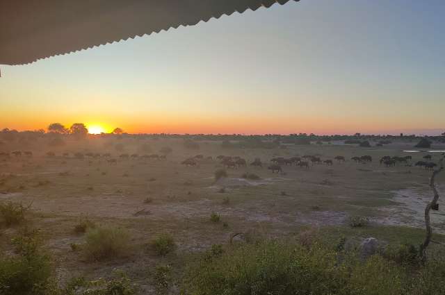 bei Sonnenuntergang: Büffelherde