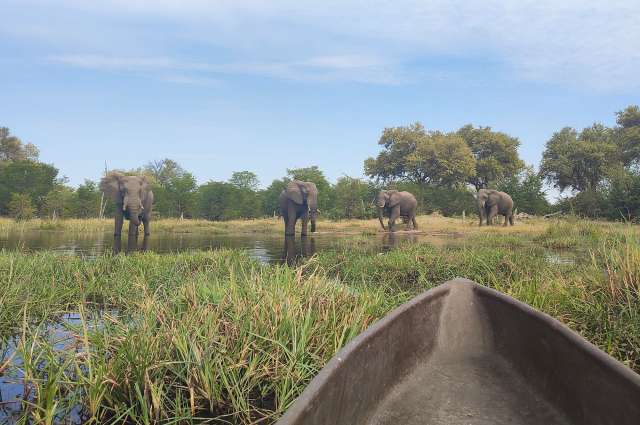 Fahrt mit dem Mokoro: Elefanten und Hippos ganz nah