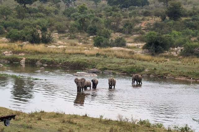 Elefanten kreuzen den Crocodile River
