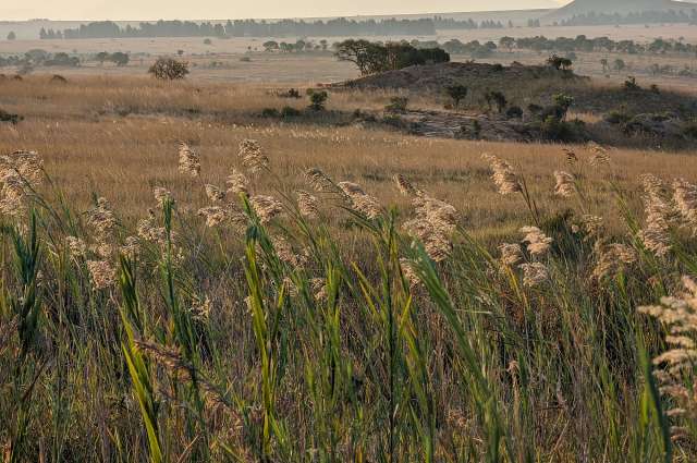 Nkomazi Game Reserve