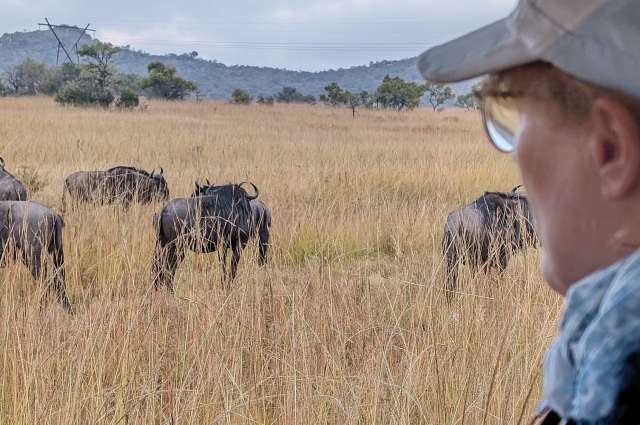 Auf Safari: Gnus gesichtet
