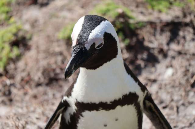 Pinguine in Bettys Bay