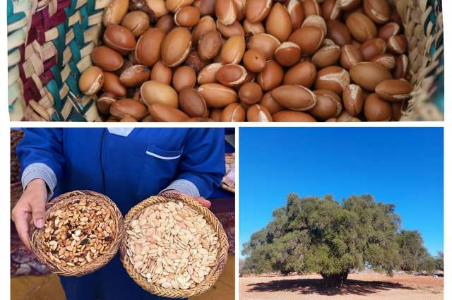 auf dem Weg nach Essaouira: Besuch einer Argankooperative