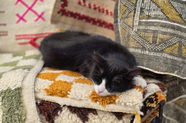 Niedliche Samtpfoten: die heimlichen Besitzer der Läden