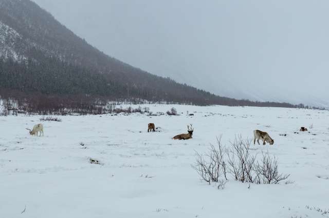 In freier Wildbahn: Rentiere – ©Barbara Harbecke